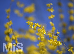 24.02.2020, Kurpark Bad Wrishofen, Die Frhlingsblher stehen in voller Pracht, Forsythie (Forsythia)