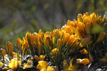 24.02.2020, Kurpark Bad Wrishofen, Die Frhlingsblher stehen in voller Pracht, Krokusse (Crocus)