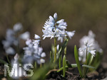 24.02.2020, Kurpark Bad Wrishofen, Die Frhlingsblher stehen in voller Pracht, Blausterne (Scilla), (Szilla), sind eine Pflanzengattung in der Unterfamilie Scilloideae 