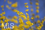 24.02.2020, Kurpark Bad Wrishofen, Die Frhlingsblher stehen in voller Pracht, Forsythie (Forsythia)
