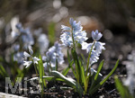 24.02.2020, Kurpark Bad Wrishofen, Die Frhlingsblher stehen in voller Pracht, Blausterne (Scilla), (Szilla), sind eine Pflanzengattung in der Unterfamilie Scilloideae 