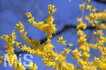 24.02.2020, Kurpark Bad Wrishofen, Die Frhlingsblher stehen in voller Pracht, Forsythie (Forsythia)