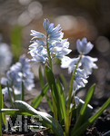 24.02.2020, Kurpark Bad Wrishofen, Die Frhlingsblher stehen in voller Pracht, Blausterne (Scilla), (Szilla), sind eine Pflanzengattung in der Unterfamilie Scilloideae 
