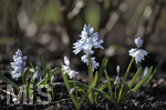 24.02.2020, Kurpark Bad Wrishofen, Die Frhlingsblher stehen in voller Pracht, Blausterne (Scilla), (Szilla), sind eine Pflanzengattung in der Unterfamilie Scilloideae 
