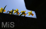 24.02.2020, Kurpark Bad Wrishofen, Die Frhlingsblher stehen in voller Pracht, hier die Osterglocken, Gelbe Narzisse (Narcissus pseudonarcissus),