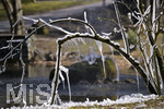 24.02.2020, Kurpark Bad Wrishofen, Der seit Tagen herrschende Ostwind hat aus dem Wasser vom Springbrunnen faszinierende Eis-Skulpturen an einem Baum gebildet. 