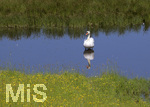 22.05.2020,  Landschaftsbilder bei Bad Wrishofen, ursprngliche Landschaften mit blhenden Hecken und Hgel-Landschaft und einem kleinen Teich in dem ein Schwanen-Paar brtet.