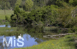 22.05.2020,  Landschaftsbilder bei Bad Wrishofen, ursprngliche Landschaften mit blhenden Hecken und Hgel-Landschaft und einem kleinen Teich in dem ein Schwanen-Paar brtet.