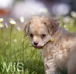 10.05.2020,  Hunde-Welpe Sina, eine kleine Shih Tzu-Mischlings-Dame in ihrem Garten im Unterallgu. 