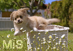 10.05.2020,  Hunde-Welpe Sina, eine kleine Shih Tzu-Mischlings-Dame in ihrem Garten im Unterallgu. 
