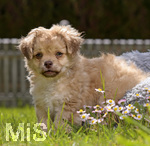 10.05.2020,  Hunde-Welpe Sina, eine kleine Shih Tzu-Mischlings-Dame in ihrem Garten im Unterallgu. (Modelreleased)