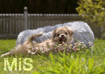 10.05.2020,  Hunde-Welpe Sina, eine kleine Shih Tzu-Mischlings-Dame in ihrem Garten im Unterallgu. (Modelreleased)