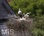 26.05.2020,  Strche in Pfaffenhausen in Bayern, mehrere Storchenpaare brten Nachwuchs aus auf Dchern und Baukrnen, und auf einem eigens errichteten Nistplatz auf einer Holzplattform, dieser Storch hat Drei Junge im Nest die er aufzieht.  