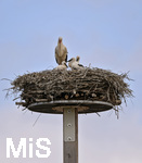 26.05.2020,  Strche in Pfaffenhausen in Bayern, mehrere Storchenpaare brten Nachwuchs aus auf Dchern und Baukrnen, und auf einem eigens errichteten Nistplatz auf einer Holzplattform, dieser Storch hat Drei Junge im Nest die er aufzieht. 