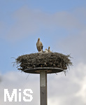 26.05.2020,  Strche in Pfaffenhausen in Bayern, mehrere Storchenpaare brten Nachwuchs aus auf Dchern und Baukrnen, und auf einem eigens errichteten Nistplatz auf einer Holzplattform, dieser Storch hat Drei Junge im Nest die er aufzieht. 