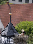 26.05.2020,  Strche in Pfaffenhausen in Bayern, mehrere Storchenpaare brten Nachwuchs aus auf Dchern und Baukrnen, und auf einem eigens errichteten Nistplatz auf einer Holzplattform, dieser Storch hat Drei Junge im Nest die er aufzieht.  