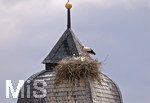 26.05.2020,  Strche in Pfaffenhausen in Bayern, mehrere Storchenpaare brten Nachwuchs aus auf Dchern und Baukrnen, und auf einem eigens errichteten Nistplatz auf einer Holzplattform, dieser Storch hat Drei Junge im Nest auf einem Kirchturm die er aufzieht.   