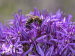 28.05.2020,  Kurpark in Bad Wrishofen, in voller Blte. Biene auf einem Riesen-Lauch
(Allium giganteum)