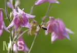 28.05.2020,  Kurpark in Bad Wrishofen, in voller Blte. Biene fliegt eine Akelei an. Gewhnliche Akelei (Aquilegia vulgaris), 