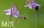 28.05.2020,  Kurpark in Bad Wrishofen, in voller Blte. Biene fliegt eine Akelei an. Gewhnliche Akelei (Aquilegia vulgaris), 