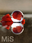 16.06.2020, Mindelheim, Abendlicht mit einem Lensball, Mohnblten spiegeln sich im Wasser und der Linse.