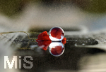 16.06.2020, Mindelheim, Abendlicht mit einem Lensball, Mohnblten spiegeln sich im Wasser und der Linse.