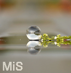 16.06.2020, Mindelheim, Abendlicht mit einem Lensball 