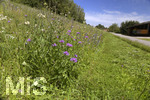 08.07.2020,  Mharbeiten an der Gnz bei Oberegg, die Blumenwiese wird nicht gemht, sondern fr die Bienen und Insektenwelt stehengelassen.