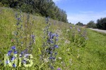 08.07.2020,  Mharbeiten an der Gnz bei Oberegg, die Blumenwiese wird nicht gemht, sondern fr die Bienen und Insektenwelt stehengelassen.