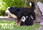 11.07.2020,  Acht kleine Hunde-Welpen in einer Familie in Markt Wald im Unterallgu. Die Mama der kleinen Hunde ist ein Mix aus Australien Shepard und Berner Sennhund, der Papa der Welpen ist ein Boarder Collie. Alle Welpen hngen an den Zitzen der Hndin um Milch zu saugen. 