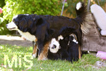 11.07.2020,  Acht kleine Hunde-Welpen in einer Familie in Markt Wald im Unterallgu. Die Mama der kleinen Hunde ist ein Mix aus Australien Shepard und Berner Sennhund, der Papa der Welpen ist ein Boarder Collie. Alle Welpen hngen an den Zitzen der Hndin um Milch zu saugen. 