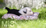 11.07.2020,  Acht kleine Hunde-Welpen in einer Familie in Markt Wald im Unterallgu. Die Mama der kleinen Hunde ist ein Mix aus Australien Shepard und Berner Sennhund, der Papa der Welpen ist ein Boarder Collie.