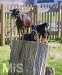 11.07.2020, Ziegen-Mutter mit ihren Jungen auf einem Holzklotz in Bad Wrishofen