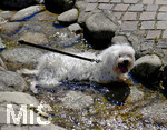 29.07.2020, Oberstaufen im Allgu im Sommer, Ein kleiner Hund badet im kalten Wasser eines Baches.
