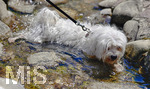 29.07.2020, Oberstaufen im Allgu im Sommer, Ein kleiner Hund badet im kalten Wasser eines Baches.