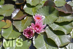 03.08.2020, Blick in einen Garten eines Hauses in Mindelheim (Unterallgu),  Seerosen blhen im kleinen Teich. 