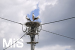 04.08.2020, Strche in Pfaffenhausen im Allgu,  mehrere Storchenpaare brten Nachwuchs aus auf Strommasten.