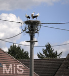 04.08.2020, Strche in Pfaffenhausen im Allgu,  mehrere Storchenpaare brten Nachwuchs aus auf Strommasten.