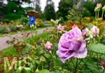 04.08.2020,  Kurpark in Bad Wrishofen im Regenwetter,  Eine Rose voller Regentropfen, hinten luft Spaziergngerin mit Regenschirm durch den Park.
