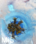 05.08.2020,  Am Alpsee bei Immenstadt im Allgu.  Wespenplage in einer Eisdiele im Allgu, in einem leeren Eisbecher suchen dutzend Wespen (Vespinae) nach Nahrung und wollen die Reste des Eises naschen, ertrinken aber fast darin.