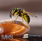 10.08.2020,  Bad Wrishofen im Allgu. Ein Wespe (Vespinae) sitzt auf dem Tisch auf dem Balkon und sammelt Nahrung, ein Stck Schinken ist ein Proteinreiches Nahrungsmittel fr ihren Nachwuchs.