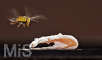 10.08.2020,  Bad Wrishofen im Allgu. Ein Wespe (Vespinae) in Anflug auf ein Stck Schinken, das ist ein Proteinreiches Nahrungsmittel fr ihren Nachwuchs.