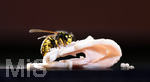 10.08.2020,  Bad Wrishofen im Allgu. Ein Wespe (Vespinae) sitzt auf dem Tisch auf dem Balkon und sammelt Nahrung, ein Stck Schinken ist ein Proteinreiches Nahrungsmittel fr ihren Nachwuchs.
