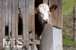 14.09.2020,  Bad Wrishofen, Allgu, eine Kuh schaut neugierig aus dem Stall.