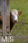 14.09.2020,  Bad Wrishofen, Allgu, eine Kuh schaut neugierig aus dem Stall.