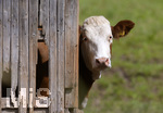 14.09.2020,  Bad Wrishofen, Allgu, eine Kuh schaut neugierig aus dem Stall.