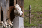 14.09.2020,  Bad Wrishofen, Allgu, eine Kuh schaut neugierig aus dem Stall.
