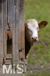 14.09.2020,  Bad Wrishofen, Allgu, eine Kuh schaut neugierig aus dem Stall.