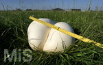 16.09.2020,  EIn Pilz Bovist auf einer Wiese bei Bad Wrishofen, Risenboviste knnen grer als ein Fussball werden. Dieser misst ber 30 cm Durchmesser.