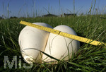 16.09.2020,  EIn Pilz Bovist auf einer Wiese bei Bad Wrishofen, Risenboviste knnen grer als ein Fussball werden. Dieser misst ber 30 cm Durchmesser.